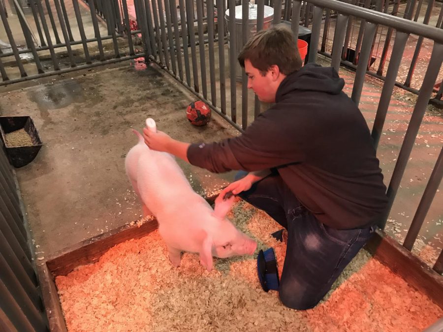 Brandon Herzog has gained his pig, Jolene’s trust over the past two months and is making preparations for their next competition on February 8th.