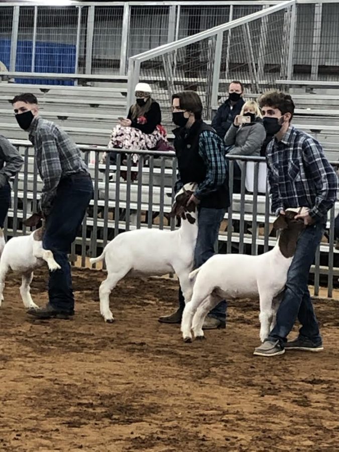 FFA students stand beside their goats at a stock show.